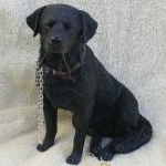 Leonardo Sitting Black Labrador with Lead