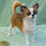 Leonardo Long Haired Chihuahua